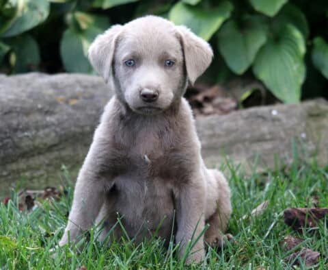 Sugar Silver Lab