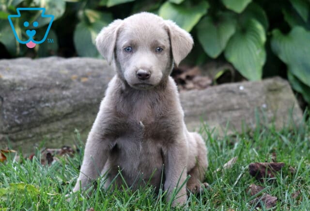 Sugar Silver Lab image
