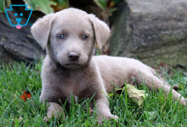 Sugar Silver Lab2 image