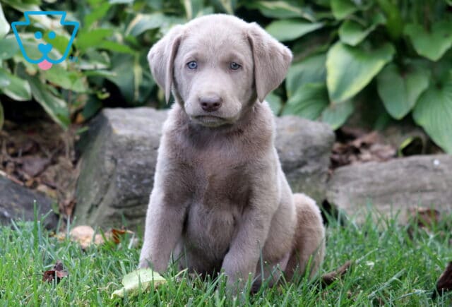 Summer Silver Lab image