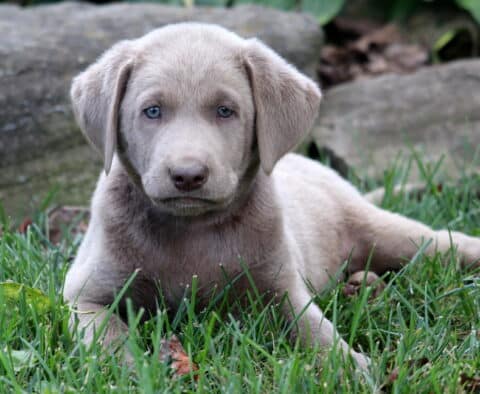 Summer Silver Lab2