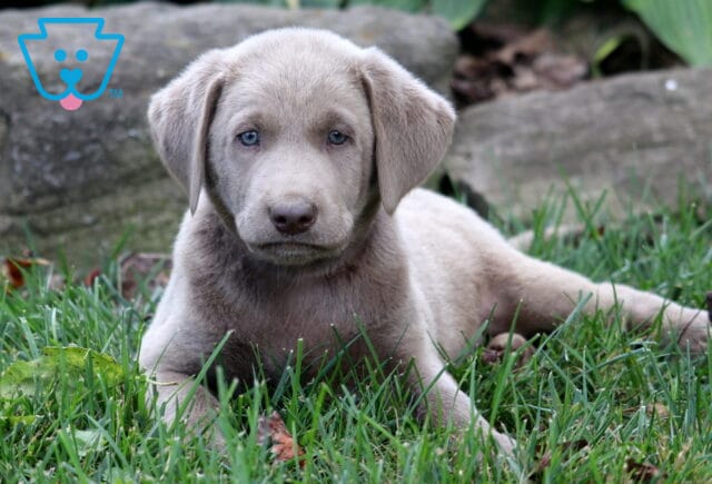 Summer Silver Lab2 image