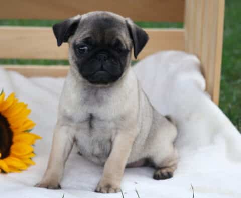 Adorable fawn pug puppy sitting upright on a soft white blanket with a bright sunflower beside it.