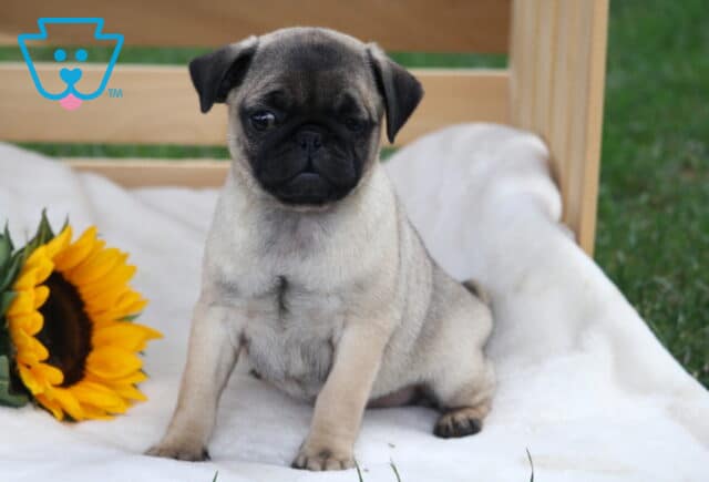 Adorable fawn pug puppy sitting upright on a soft white blanket with a bright sunflower beside it. image