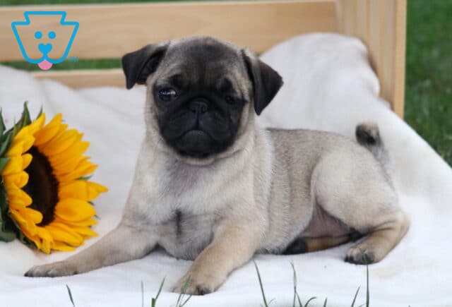 Sweet fawn pug puppy lying down on a white blanket with a bright sunflower beside it. image