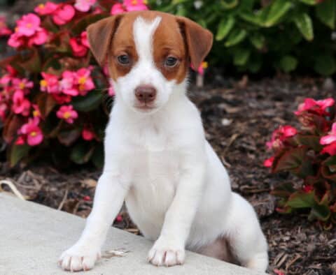 Adorable Jack Russell puppy with a white coat and brown head markings, standing with front paws on a sidewalk beside vibrant pink flowers and green plants.