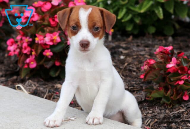 Adorable Jack Russell puppy with a white coat and brown head markings, standing with front paws on a sidewalk beside vibrant pink flowers and green plants. image