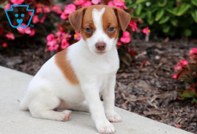 Cute Jack Russell puppy with a white coat, brown head, and brown patch on its side, sitting on a sidewalk next to bright pink flowers and greenery. image