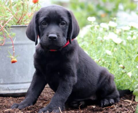 Sunshine Lab