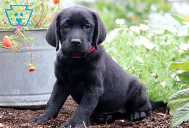 Adorable black Labrador Retriever puppy sitting on garden soil beside colorful flowers, wearing a red collar and looking curiously at the camera. image