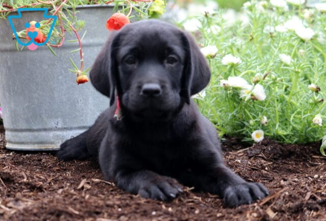 Sweet black Labrador Retriever puppy lying in garden soil with front paws stretched out, wearing a red collar and surrounded by blooming flowers and a metal flower pot. image