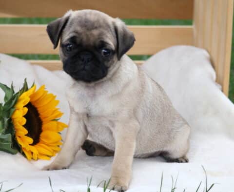 Adorable fawn pug puppy with a black face mask sitting on a soft white blanket beside two bright yellow sunflowers.