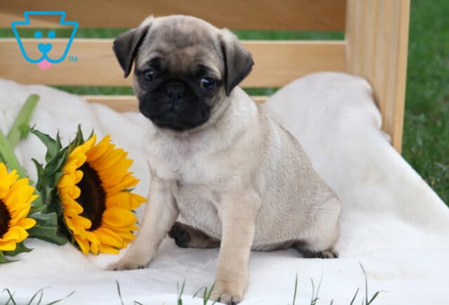 Adorable fawn pug puppy with a black face mask sitting on a soft white blanket beside two bright yellow sunflowers. image