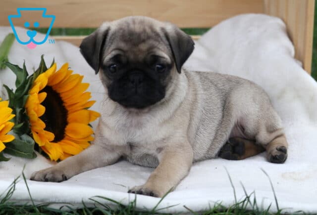 Cute fawn pug puppy with a black muzzle lying on a soft white blanket beside bright yellow sunflowers. image