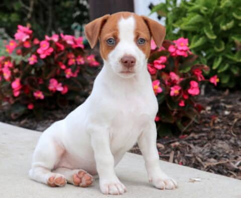 Cute Jack Russell puppy with a white body and brown markings on its head, sitting on a sidewalk in front of bright pink flowers.