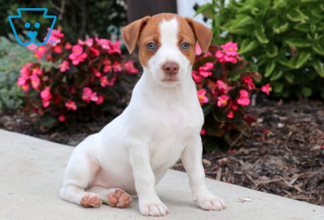 Cute Jack Russell puppy with a white body and brown markings on its head, sitting on a sidewalk in front of bright pink flowers. image