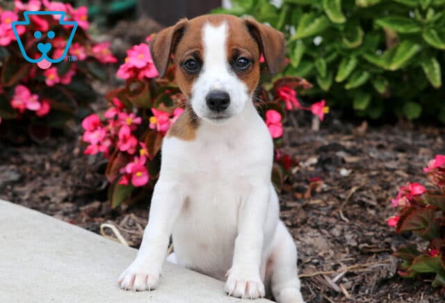 Cute Jack Russell puppy with a white coat and brown patches, sitting upright on a sidewalk next to bright pink flowers. image