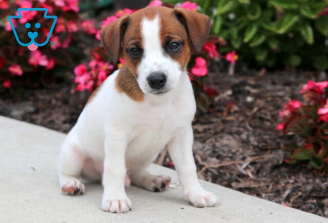 Adorable Jack Russell puppy with a white coat, brown markings, and a speckled nose, sitting on a sidewalk beside vibrant pink flowers. image