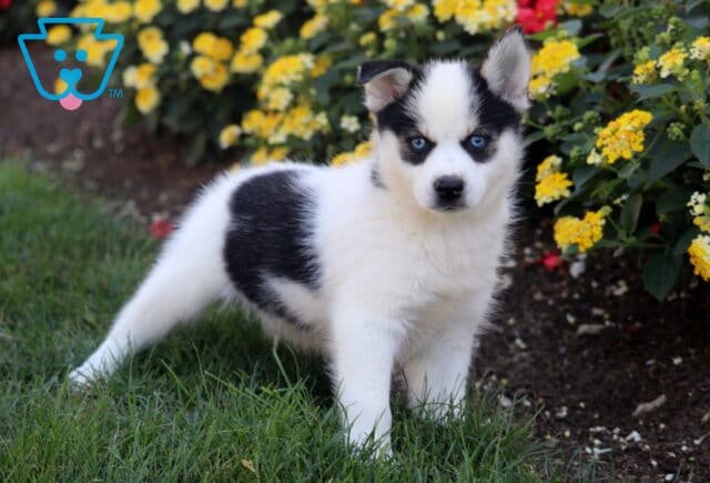 Tabby Pomsky image