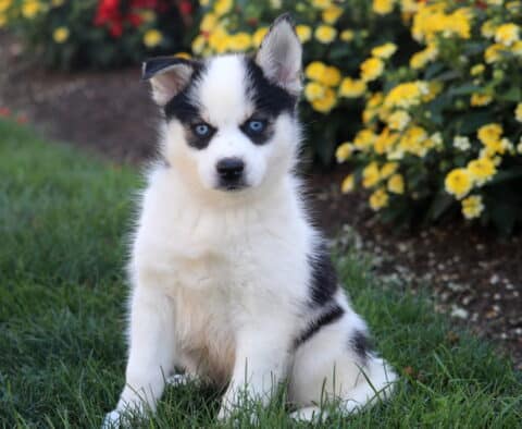Tabby Pomsky2