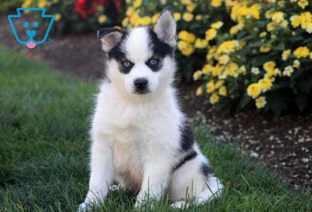 Tabby Pomsky2 image