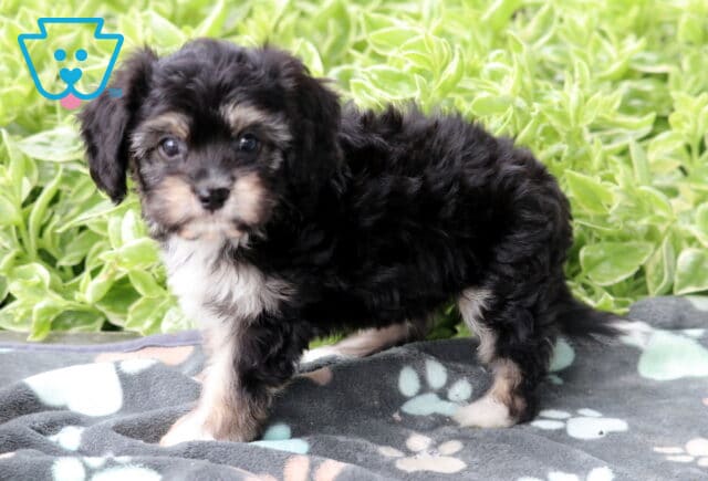 Black Cavachon puppy with tan and white markings standing on a gray paw-print blanket in front of vibrant green foliage. image