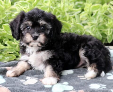 Black and tan Cavachon puppy with a white chest lying on a gray paw-print blanket, surrounded by lush green foliage in the background.