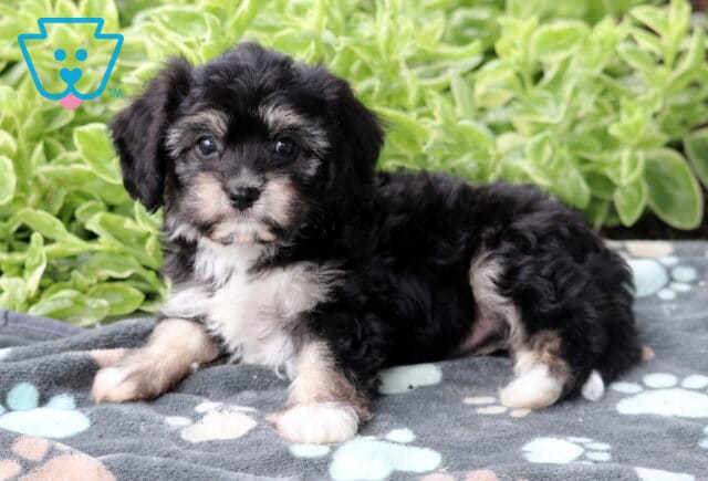 Black and tan Cavachon puppy with a white chest lying on a gray paw-print blanket, surrounded by lush green foliage in the background. image