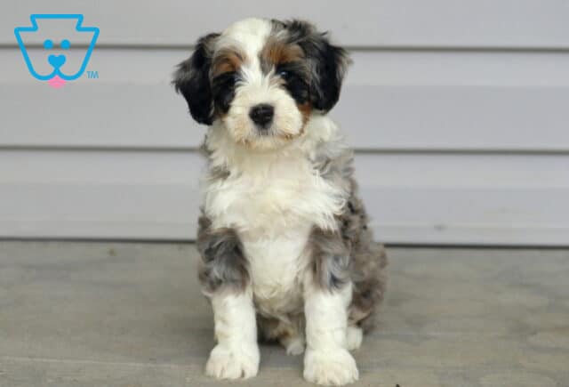 Tarzan Mini Bernedoodle image