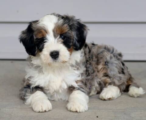 Tarzan Mini Bernedoodle2