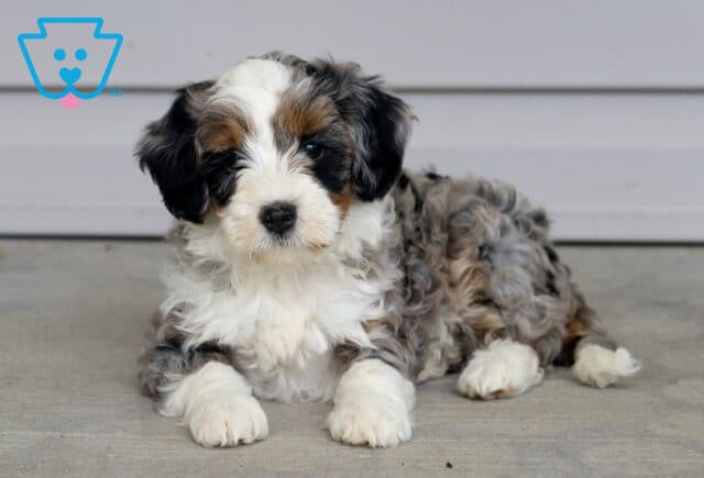 Tarzan Mini Bernedoodle2 image
