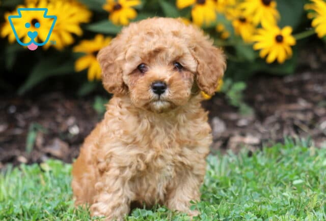 Adorable Toy Poodle puppy sitting in the grass with a soft apricot coat, surrounded by bright yellow flowers in the background. image