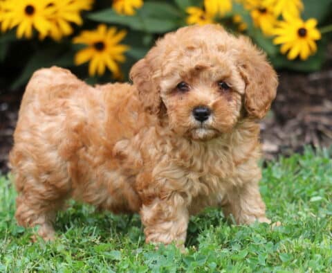 Tate Toy Poodle2