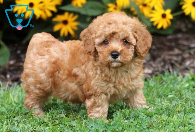 Curly-coated Toy Poodle puppy standing in green grass, showing off a fluffy apricot coat with a backdrop of blooming yellow flowers. image