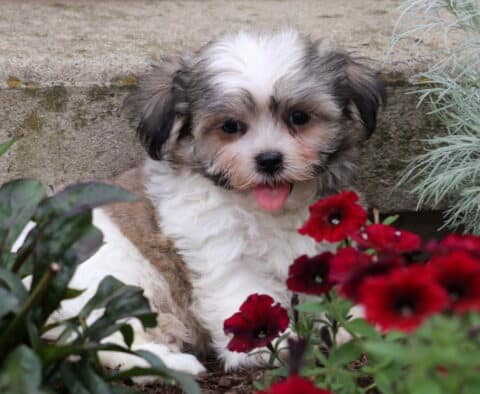 Fluffy white and tan Malshi puppy sitting in a garden bed, surrounded by red flowers and greenery, looking sweet with its tongue out.