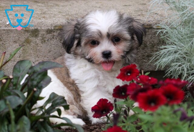 Fluffy white and tan Malshi puppy sitting in a garden bed, surrounded by red flowers and greenery, looking sweet with its tongue out. image