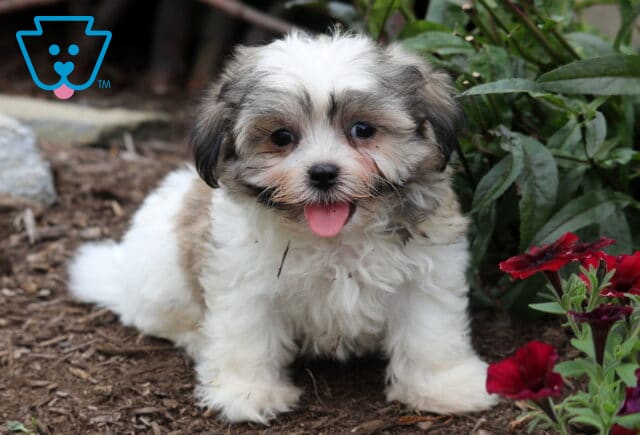 Fluffy white and tan Malshi puppy sitting on mulch beside red flowers, smiling with its tongue out and dark eyes full of curiosity. image