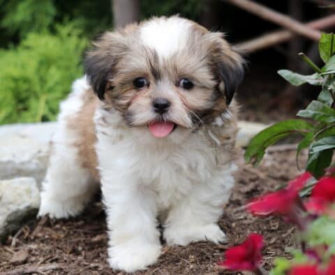 Fluffy tri-colored Malshi puppy with a white face and brown patches standing on mulch, looking at the camera with its tongue out next to red flowers.