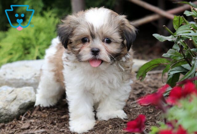 Fluffy tri-colored Malshi puppy with a white face and brown patches standing on mulch, looking at the camera with its tongue out next to red flowers. image