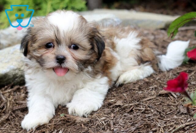 Adorable Malshi puppy with a fluffy white and tan coat lying on mulch, tongue out and tail curled, beside vibrant red flowers. image