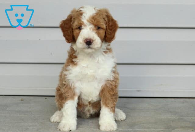 Theodore Mini Bernedodle image