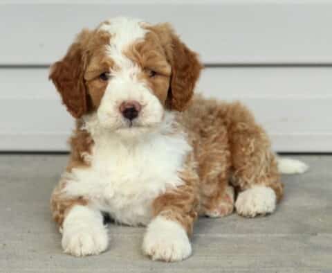 Theodore Mini Bernedodle2