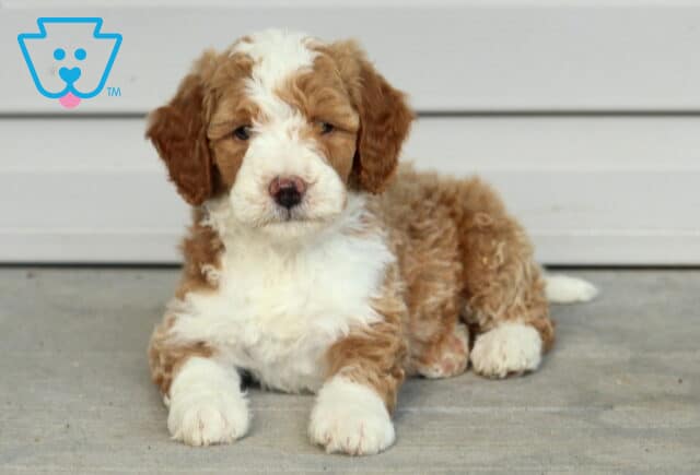 Theodore Mini Bernedodle2 image