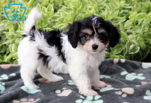Tricolor Cavachon puppy with black, white, and tan fur standing on a soft paw-print blanket with green plants in the background. image