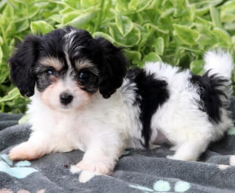 Fluffy black, white, and tan Cavachon puppy lying down on a gray paw-print blanket with green leafy plants in the background.