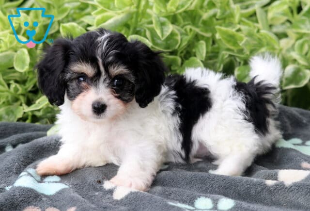 Fluffy black, white, and tan Cavachon puppy lying down on a gray paw-print blanket with green leafy plants in the background. image