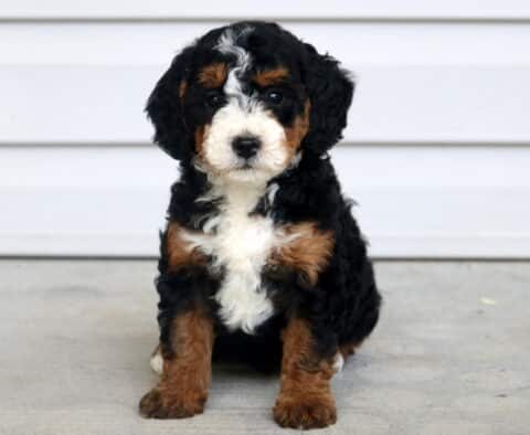 Tia Mini Bernedoodle