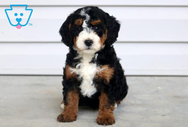 Tia Mini Bernedoodle image