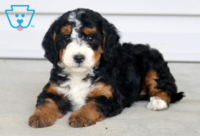 Tia Mini Bernedoodle2 image