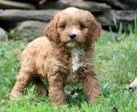 Tike Cavapoo